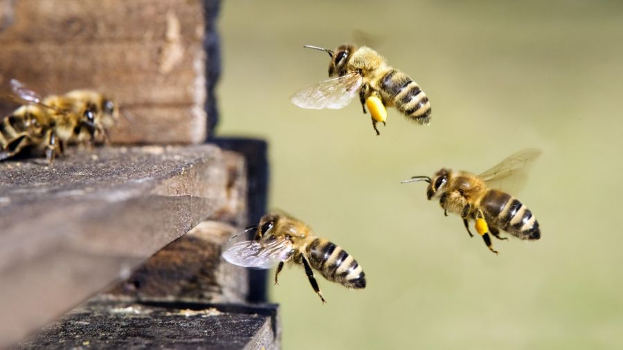 Bee removal by Scotty's Termite and Pest Control