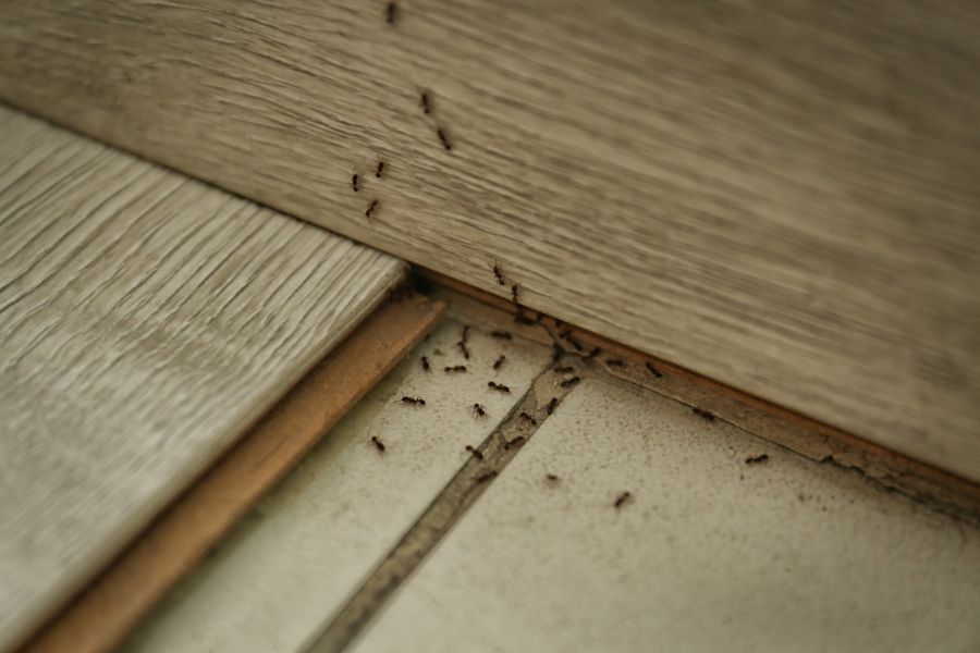 Carpenter ant extermination by Scotty's Termite and Pest Control