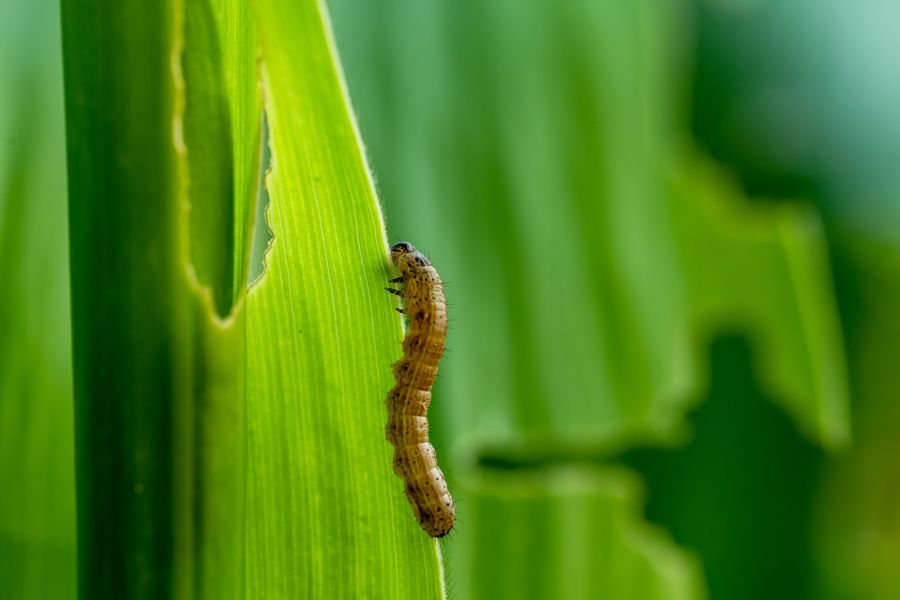 Armyworm Removal by Scotty's Termite and Pest Control