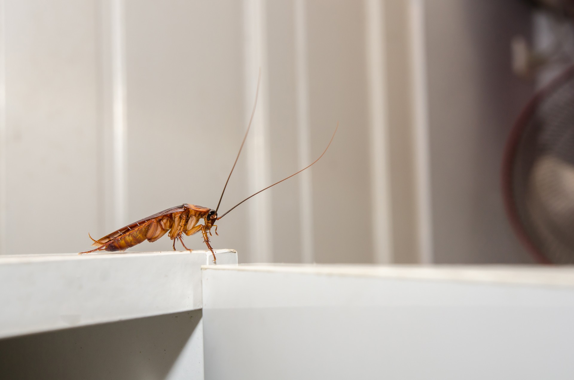 Cockroach Extermination by Scotty's Termite and Pest Control