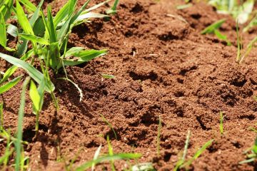 Fire Ant Extermination in Trabuco Canyon by Scotty's Termite and Pest Control