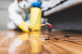 Cockroach Extermination in Corona, California by Scotty's Termite and Pest Control