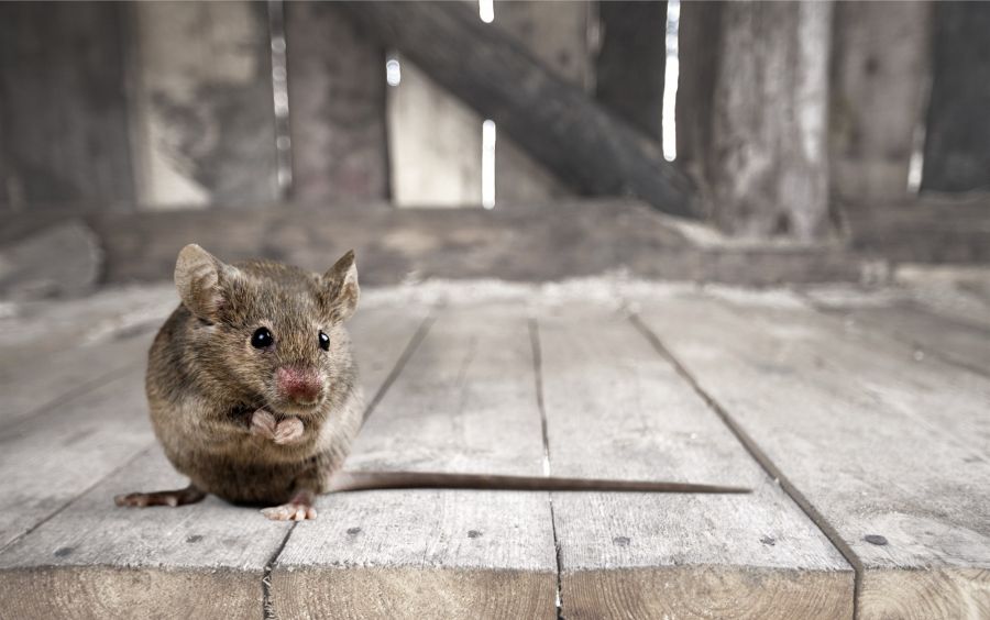 Rodent Exclusion by Scotty's Termite and Pest Control