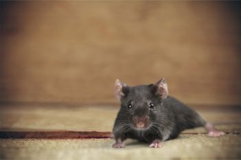 Rodent Exclusion in Tustin, California by Scotty's Termite and Pest Control