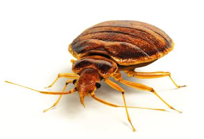 Bed bug extermination by Scotty's Termite and Pest Control