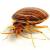 Mira Loma Bedbug Extermination by Scotty's Termite and Pest Control