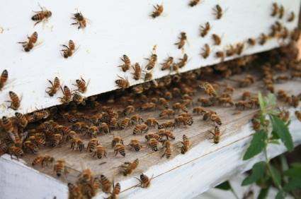 Bee removal by Scotty's Termite and Pest Control