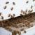 Corona del Mar Bee Control by Scotty's Termite and Pest Control