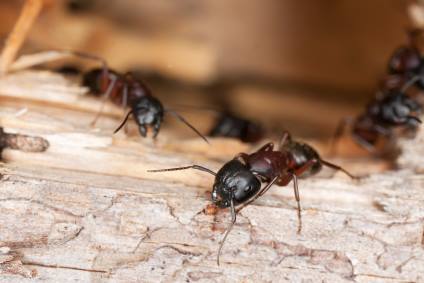 Carpenter ant extermination by Scotty's Termite and Pest Control