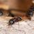 Modjeska Ant Extermination by Scotty's Termite and Pest Control