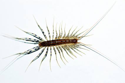 Centipede and millipede control by Scotty's Termite and Pest Control