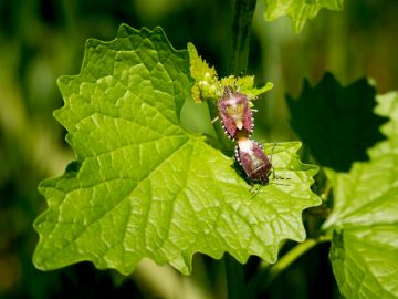 Chinch Bug Control in Huntington Beach