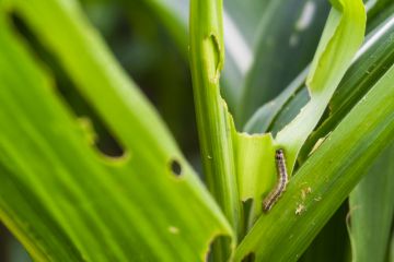 Armyworm Removal in Rancho Santa Margarita by Scotty's Termite and Pest Control