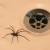 Fullerton Insects & Spiders by Scotty's Termite and Pest Control