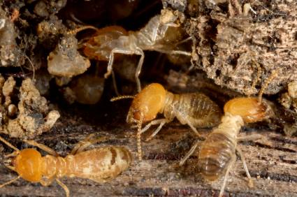 Termite control by Scotty's Termite and Pest Control